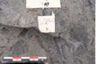 Foto (Detailansicht) von Phyllocladus integer Ettingshausen (NHMW-GEO-2024-0188-10210)